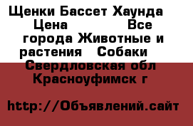 Щенки Бассет Хаунда  › Цена ­ 25 000 - Все города Животные и растения » Собаки   . Свердловская обл.,Красноуфимск г.